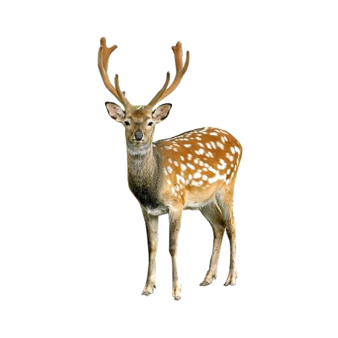 梅花鹿_鹿_deer_deer