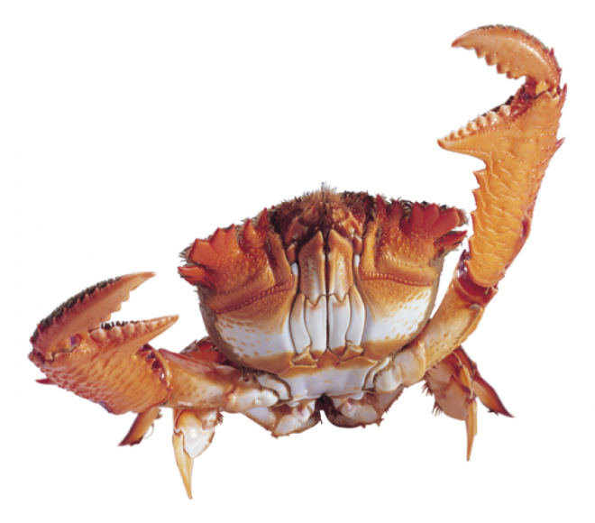螃蟹_蟹_crab_crab