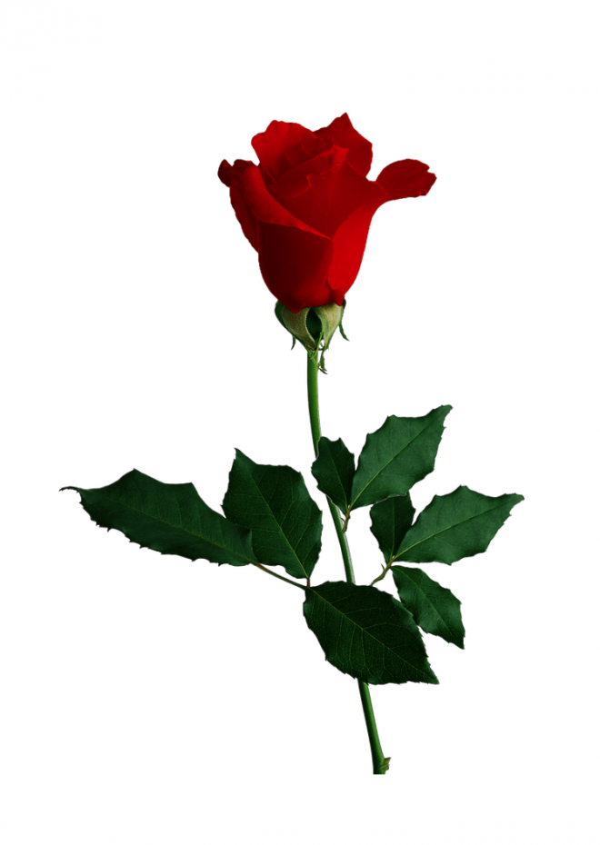 玫瑰_蔷薇_花朵_花_玫瑰花_rose_rose
