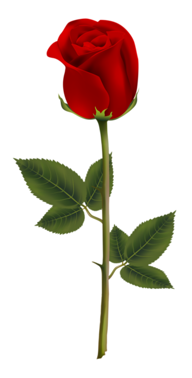 玫瑰_蔷薇_花朵_花_玫瑰花_rose_rose