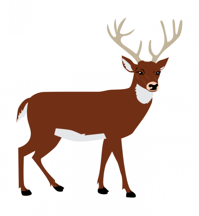 麋鹿_駝鹿_罕達犴_moose_moose