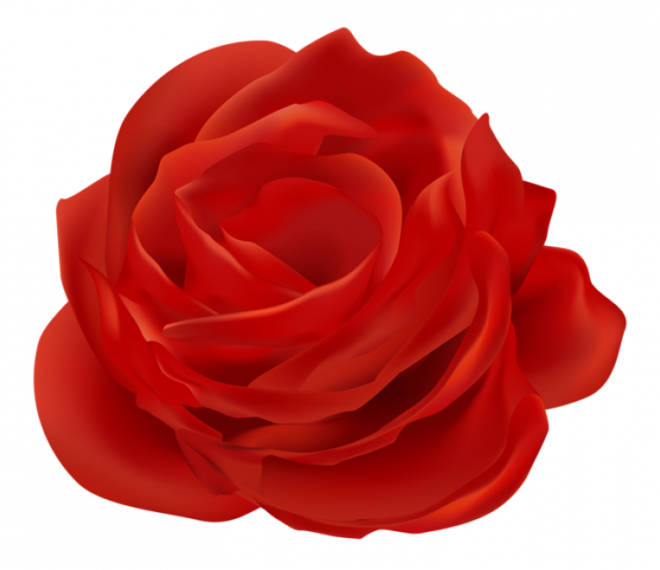 玫瑰_薔薇_花朵_花_玫瑰花_rose_rose