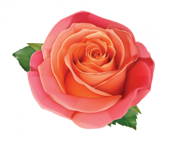 玫瑰_蔷薇_花朵_花_玫瑰花_rose_rose