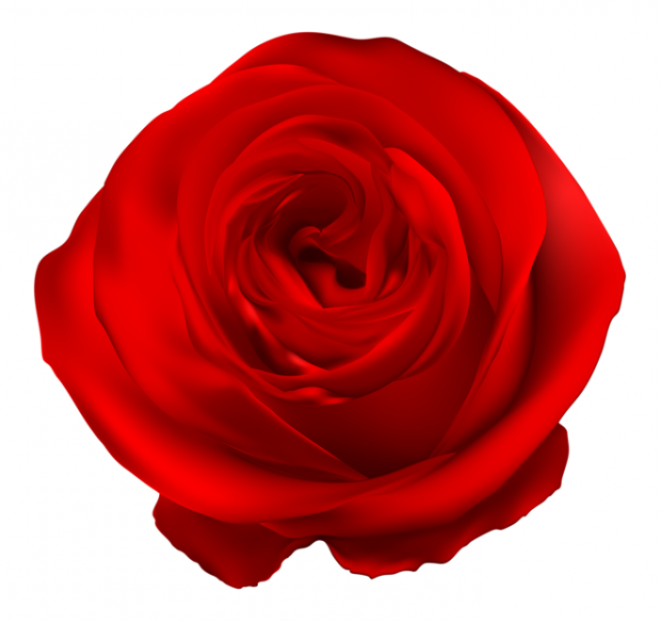 玫瑰_薔薇_花朵_花_玫瑰花_rose_rose