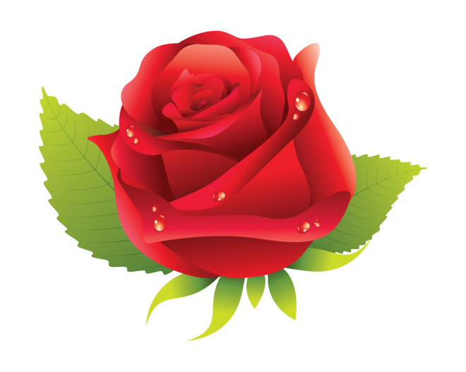 玫瑰_蔷薇_花朵_花_玫瑰花_rose_rose