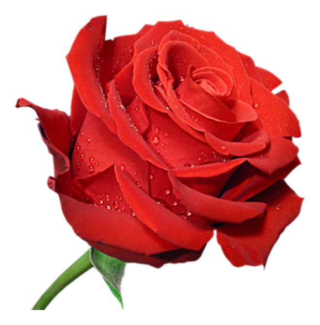 玫瑰_薔薇_花朵_花_玫瑰花_rose_rose