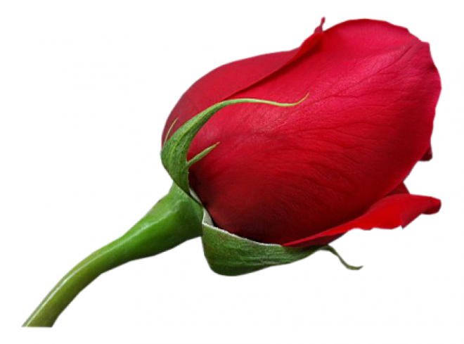 玫瑰_薔薇_花朵_花_玫瑰花_rose_rose