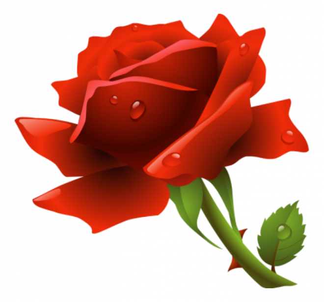 玫瑰_薔薇_花朵_花_玫瑰花_rose_rose