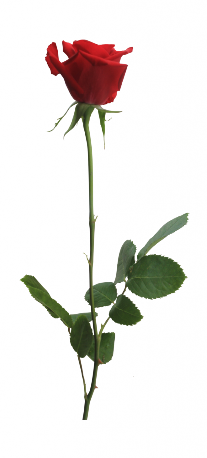 玫瑰_薔薇_花朵_花_玫瑰花_rose_rose