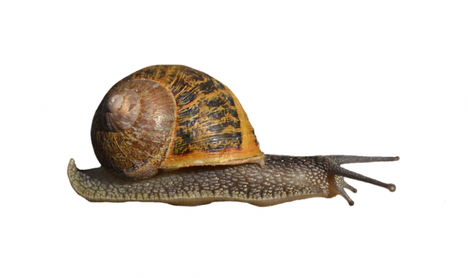 蜗牛_蜗娄牛_snails_snails