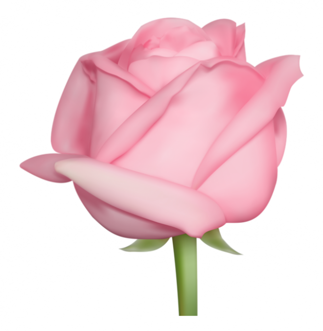玫瑰_薔薇_花朵_花_玫瑰花_rose_rose