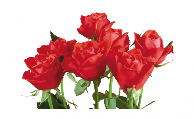 玫瑰_蔷薇_花朵_花_玫瑰花_rose_rose