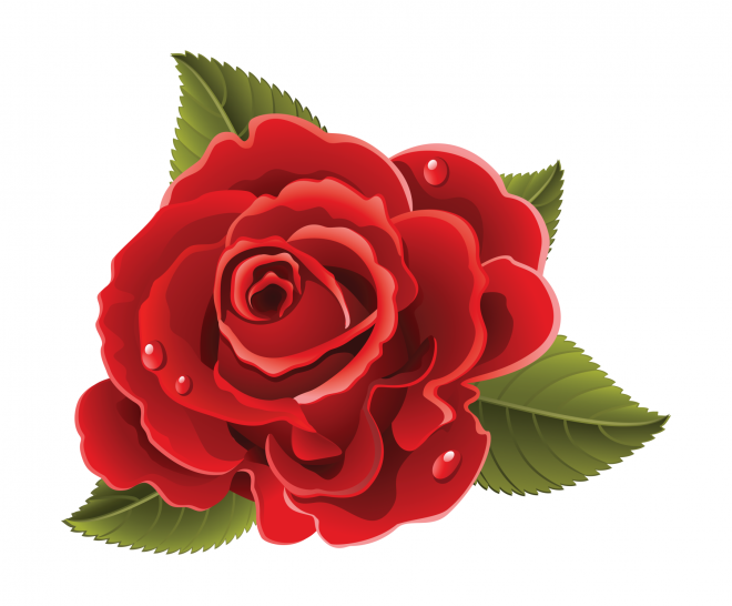 玫瑰_蔷薇_花朵_花_玫瑰花_rose_rose