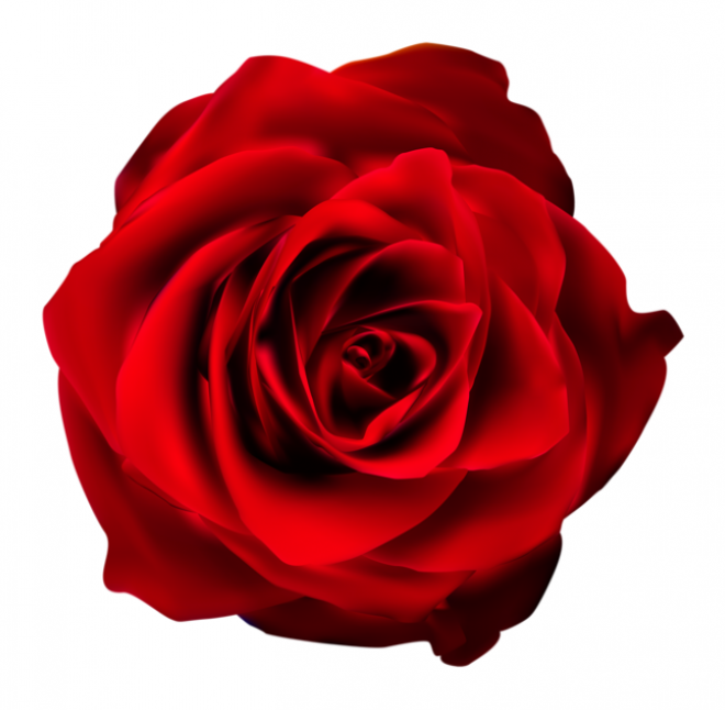 玫瑰_蔷薇_花朵_花_玫瑰花_rose_rose