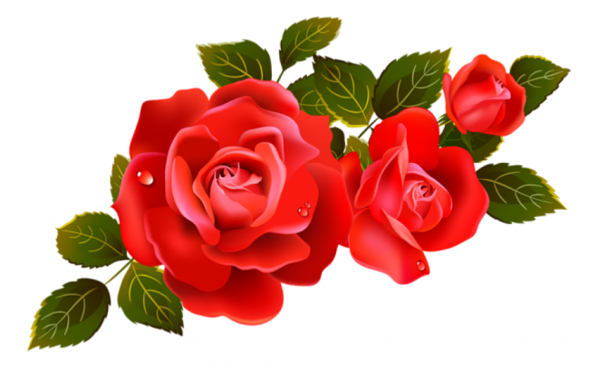 玫瑰_蔷薇_花朵_花_玫瑰花_rose_rose