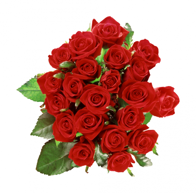 玫瑰_薔薇_花朵_花_玫瑰花_rose_rose