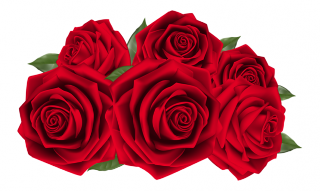 玫瑰_薔薇_花朵_花_玫瑰花_rose_rose