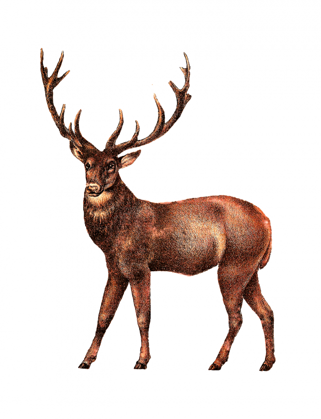 麋鹿_駝鹿_罕達犴_moose_moose