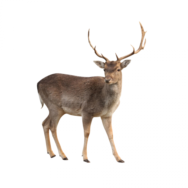 麋鹿_駝鹿_罕達犴_moose_moose