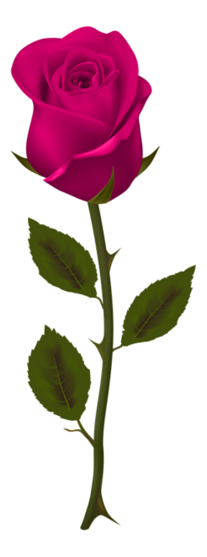 玫瑰_薔薇_花朵_花_玫瑰花_rose_rose