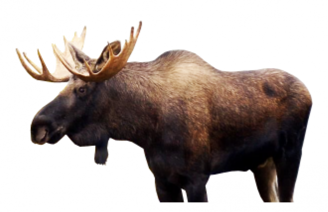 麋鹿_駝鹿_罕達犴_moose_moose