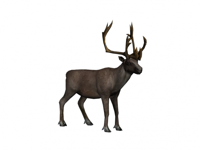 麋鹿_駝鹿_罕達犴_moose_moose