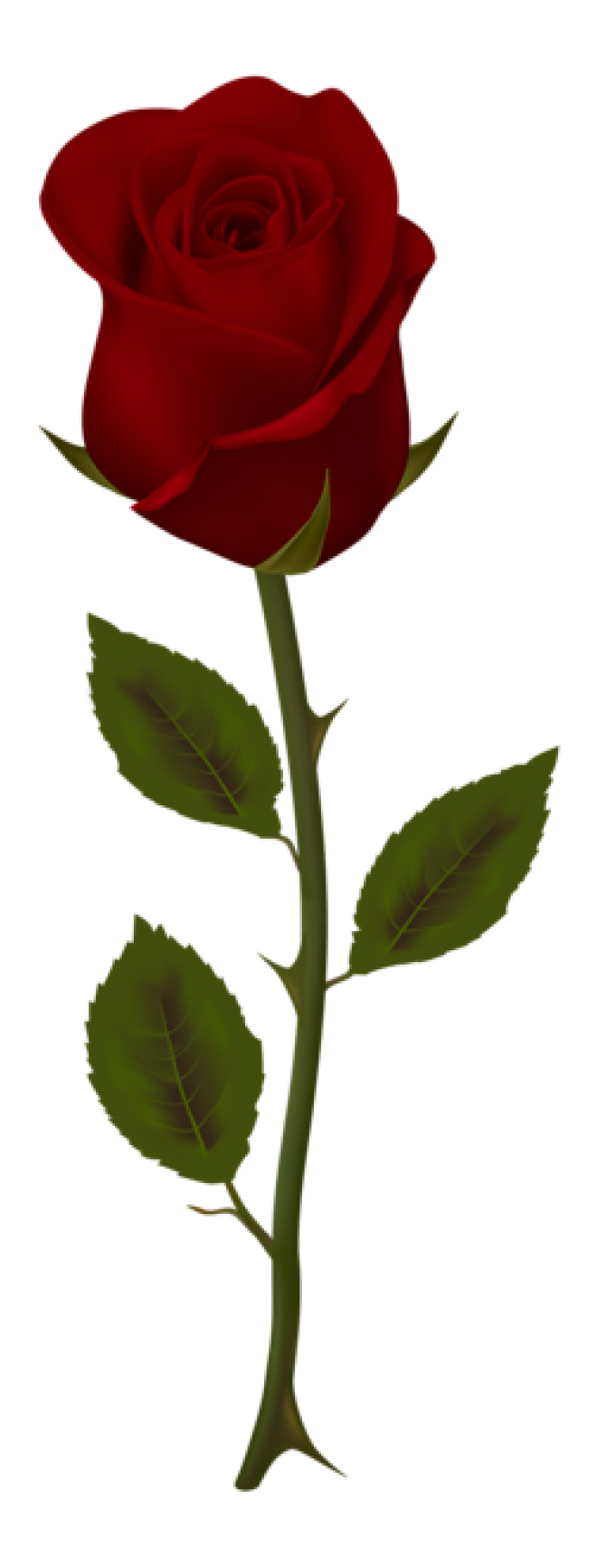玫瑰_薔薇_花朵_花_玫瑰花_rose_rose