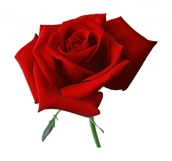 玫瑰_薔薇_花朵_花_玫瑰花_rose_rose