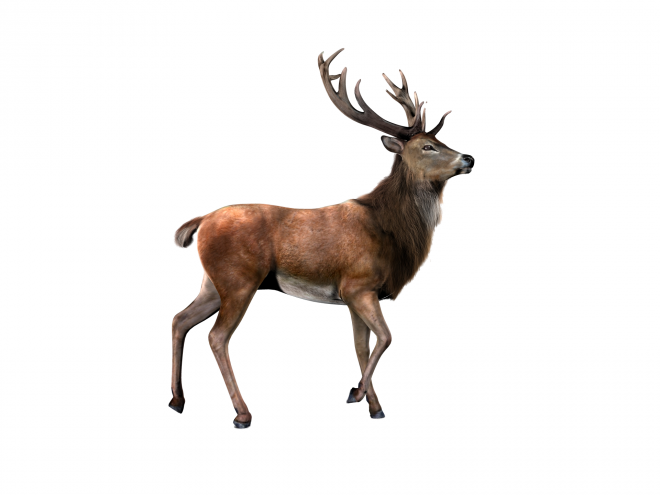 麋鹿_駝鹿_罕達犴_moose_moose