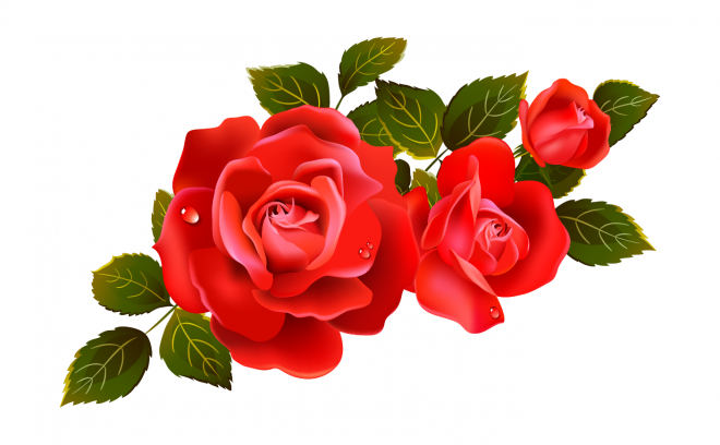 玫瑰_蔷薇_花朵_花_玫瑰花_rose_rose