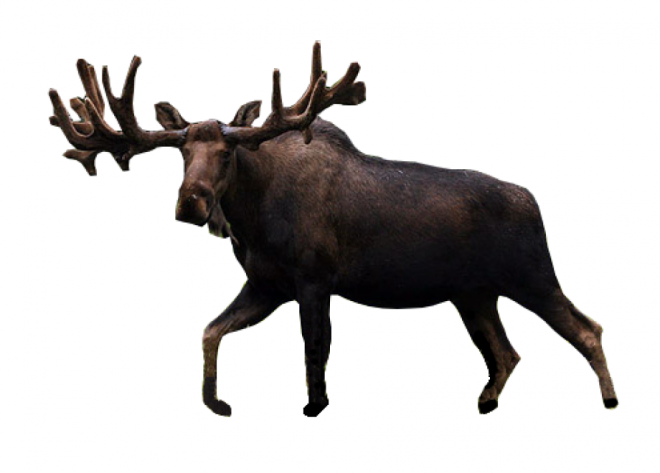 麋鹿_駝鹿_罕達犴_moose_moose