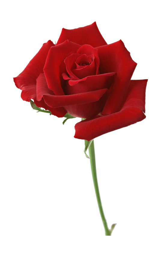 玫瑰_蔷薇_花朵_花_玫瑰花_rose_rose