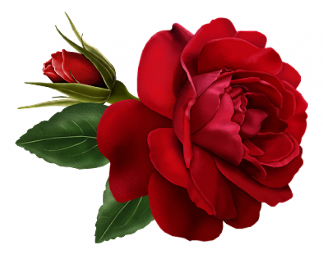 玫瑰_蔷薇_花朵_花_玫瑰花_rose_rose