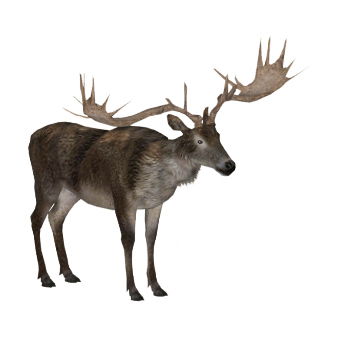 麋鹿_駝鹿_罕達犴_moose_moose
