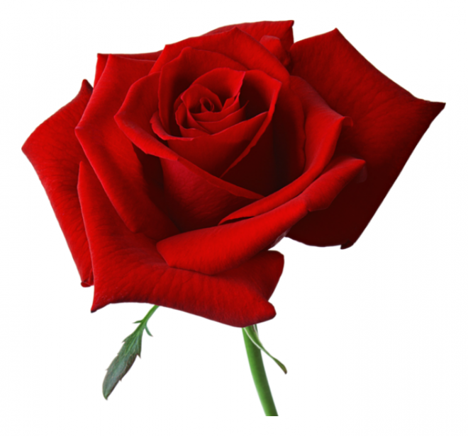 玫瑰_蔷薇_花朵_花_玫瑰花_rose_rose