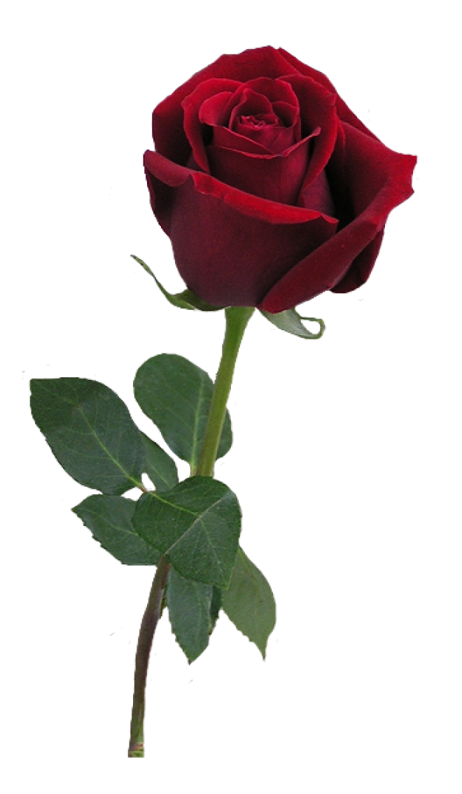 玫瑰_薔薇_花朵_花_玫瑰花_rose_rose