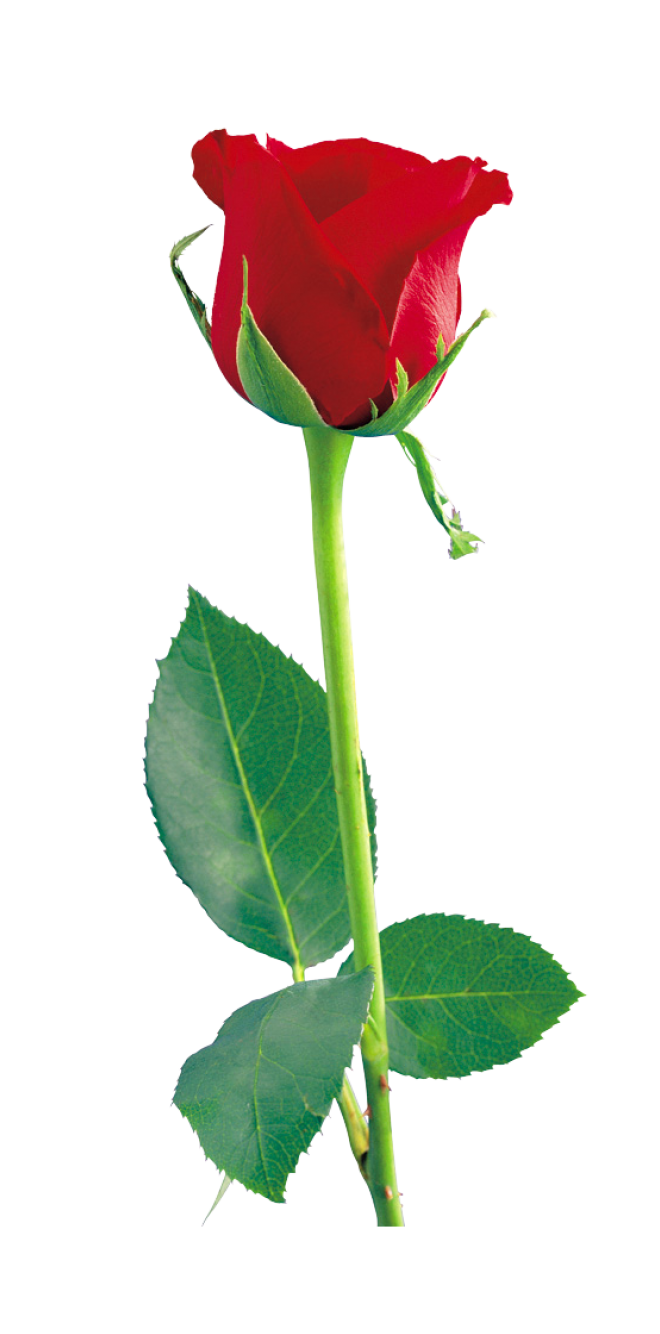 玫瑰_薔薇_花朵_花_玫瑰花_rose_rose