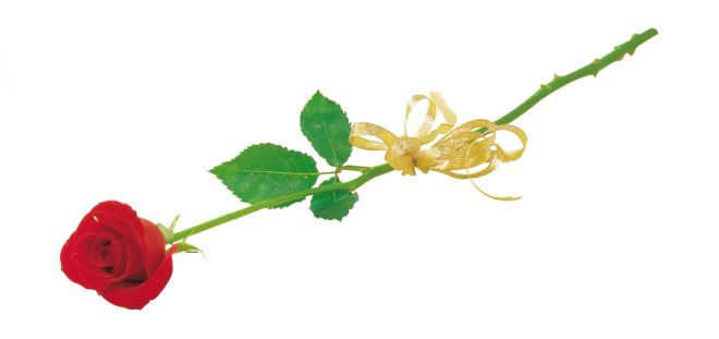 玫瑰_蔷薇_花朵_花_玫瑰花_rose_rose