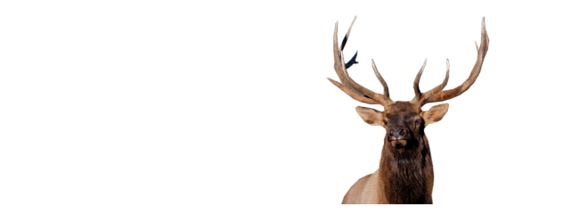 麋鹿_駝鹿_罕達犴_moose_moose