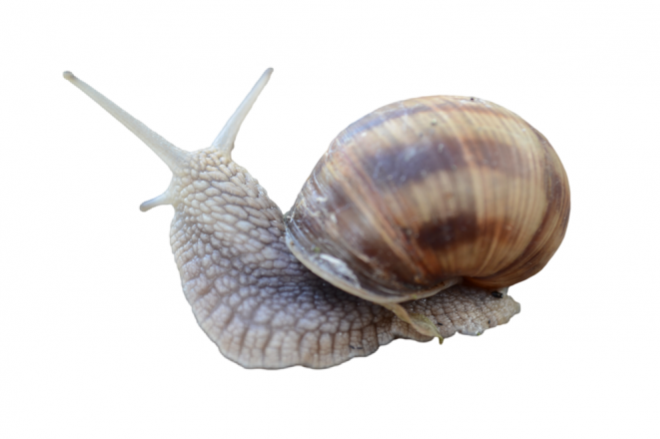 蜗牛_蜗娄牛_snails_snails