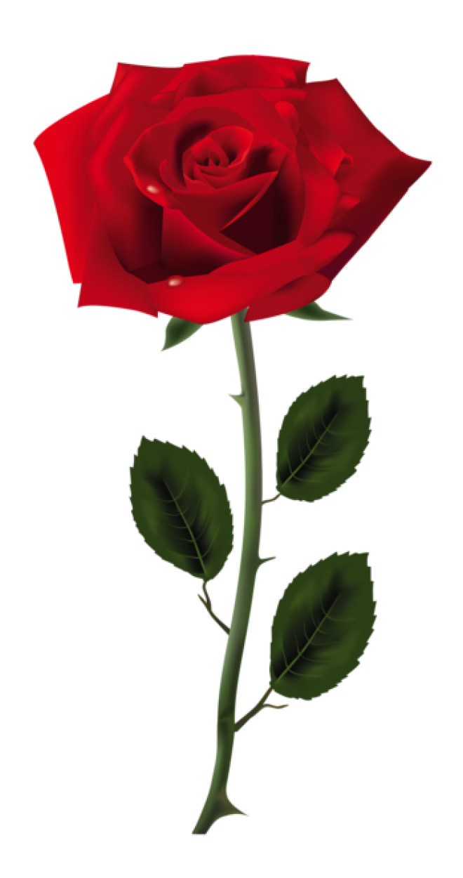 玫瑰_薔薇_花朵_花_玫瑰花_rose_rose