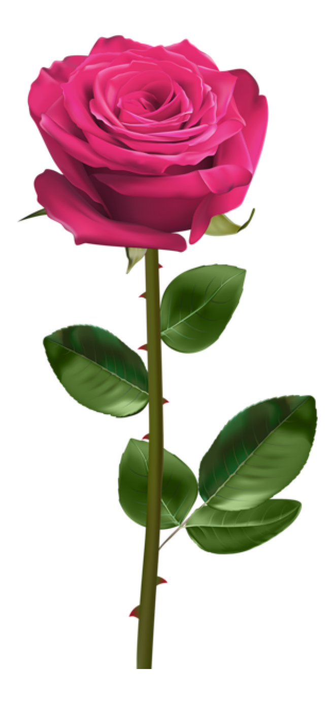 玫瑰_薔薇_花朵_花_玫瑰花_rose_rose