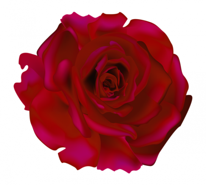 玫瑰_蔷薇_花朵_花_玫瑰花_rose_rose