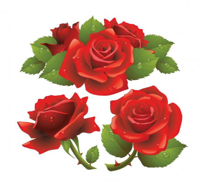玫瑰_蔷薇_花朵_花_玫瑰花_rose_rose