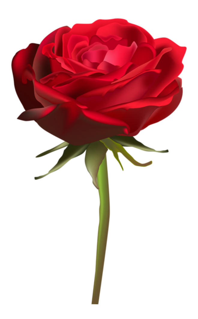 玫瑰_薔薇_花朵_花_玫瑰花_rose_rose