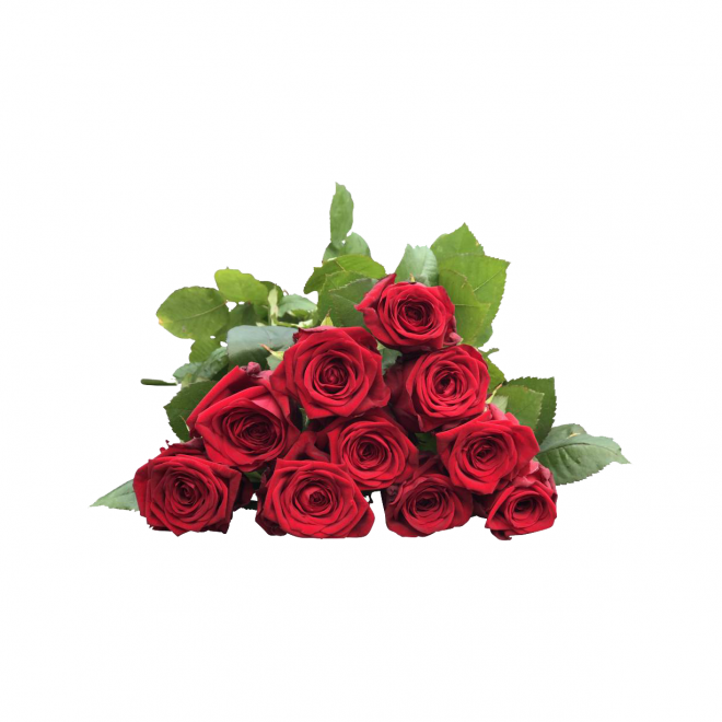 玫瑰_蔷薇_花朵_花_玫瑰花_rose_rose