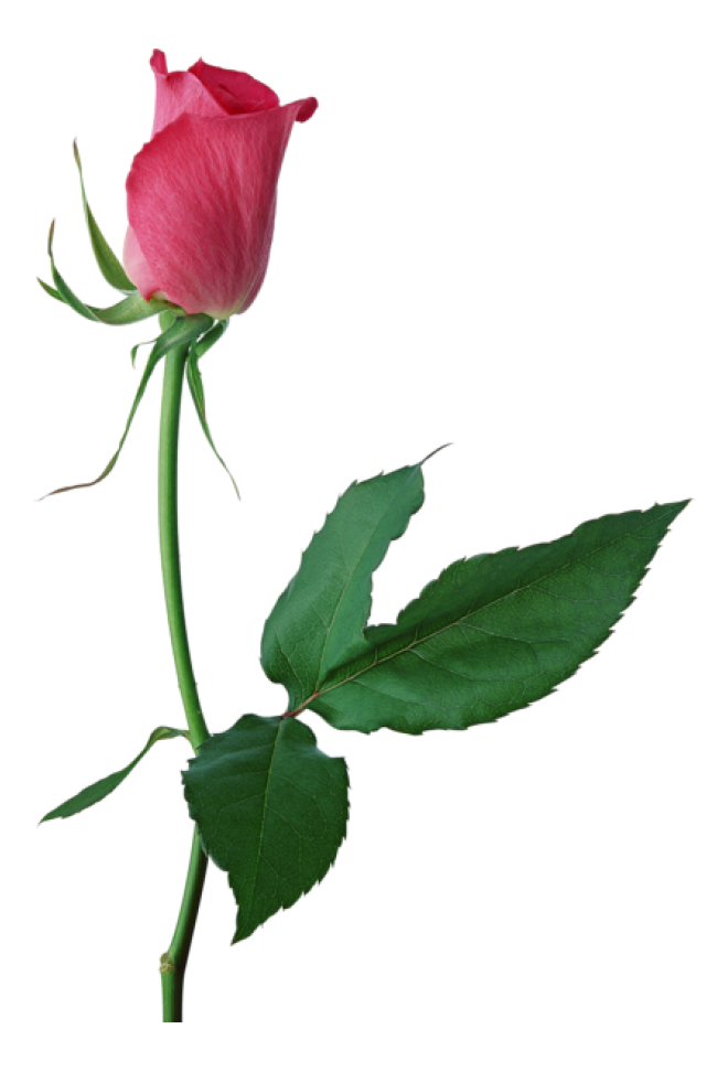 玫瑰_蔷薇_花朵_花_玫瑰花_rose_rose