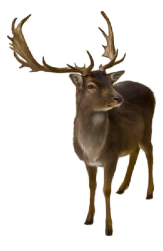麋鹿_駝鹿_罕達犴_moose_moose