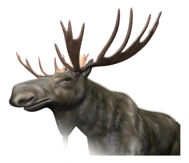 麋鹿_駝鹿_罕達犴_moose_moose