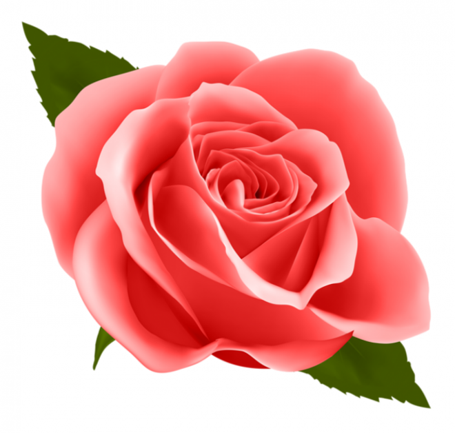 玫瑰_薔薇_花朵_花_玫瑰花_rose_rose